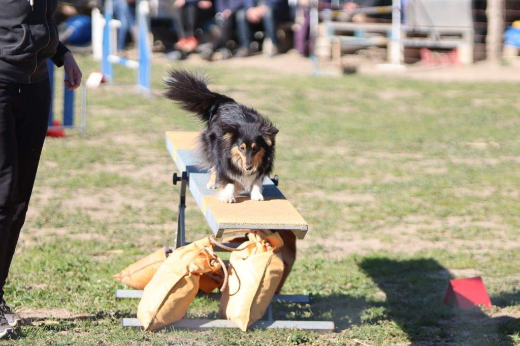 des Crocs de Provence - C.A.E.S.C. et Passagility pour Sansa