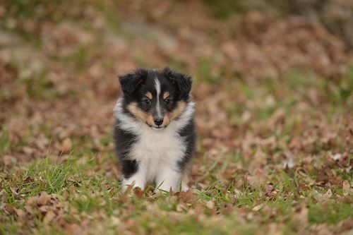 des Crocs de Provence - Les chiots de Maenerys et Sheitan ont été identifiés et vaccinés