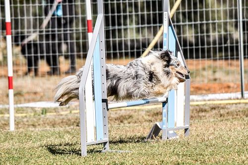 des Crocs de Provence - J'imagine au concours de Saint Martin de Crau