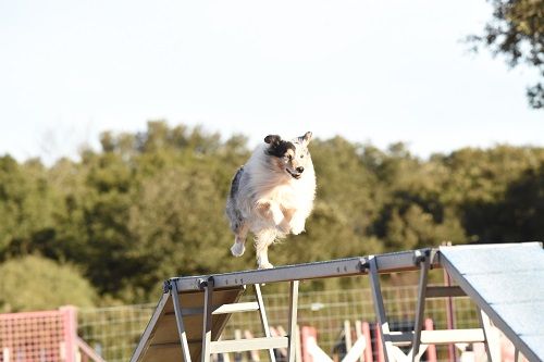 des Crocs de Provence - Légolas au Championnat de France d'agility 2023