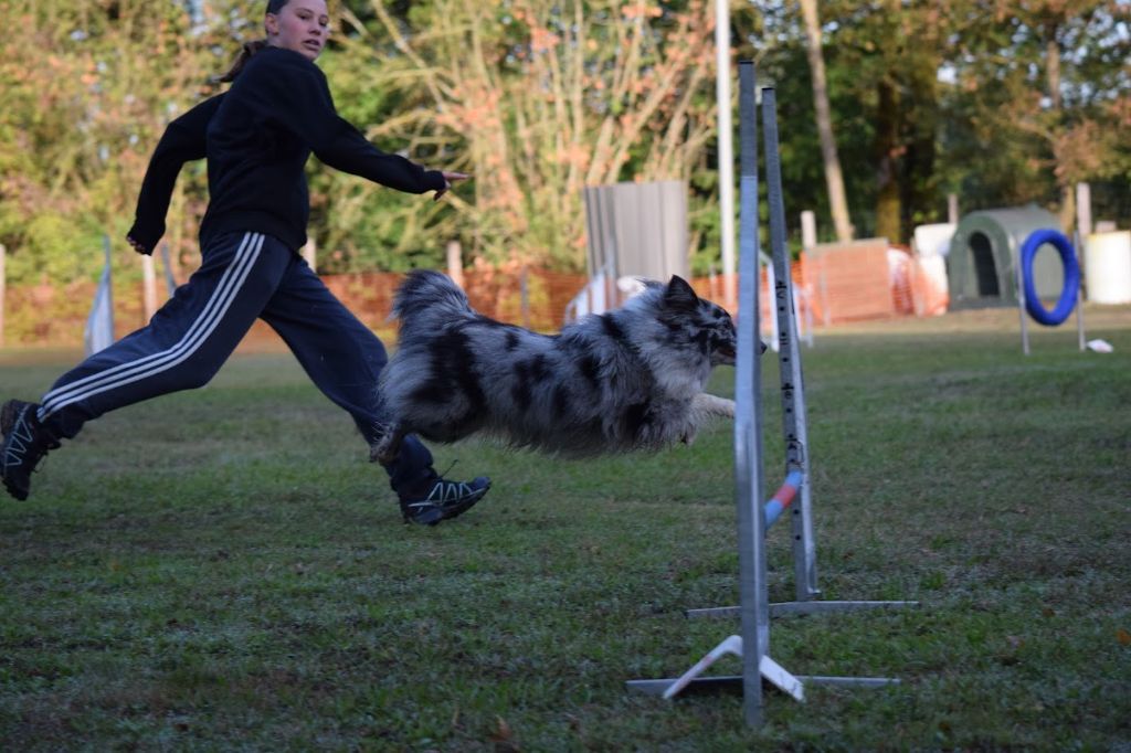 des Crocs de Provence - Concours d'agility de Serrières en Chautagne