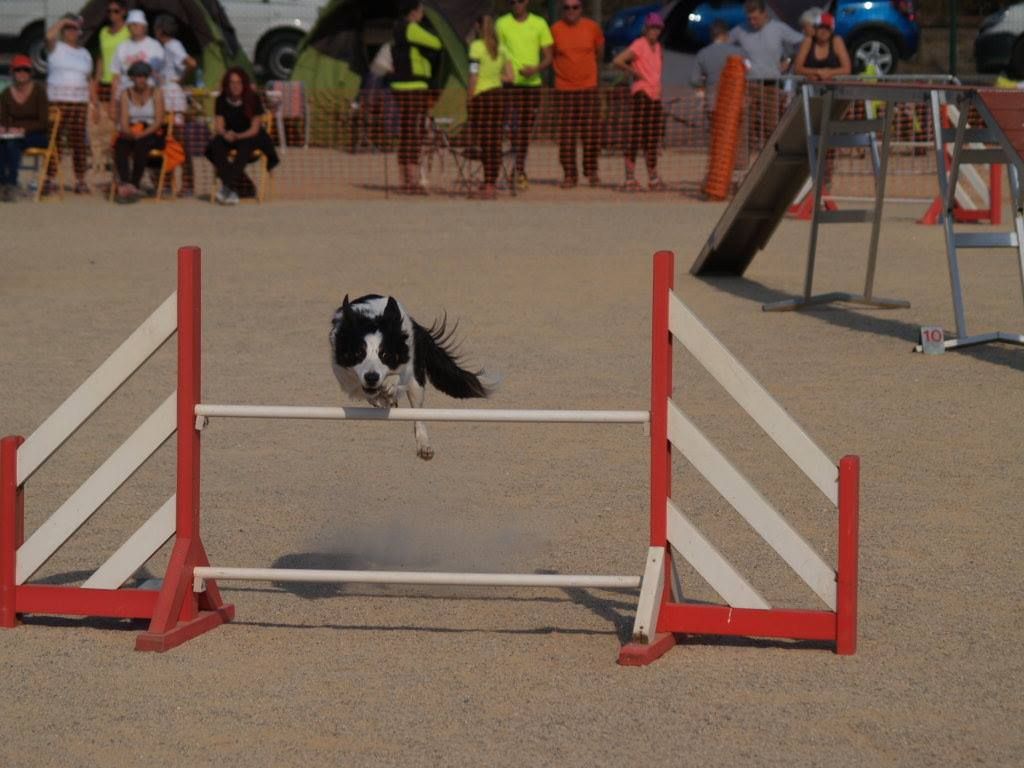 des Crocs de Provence - Concours d'agility des Cadéous