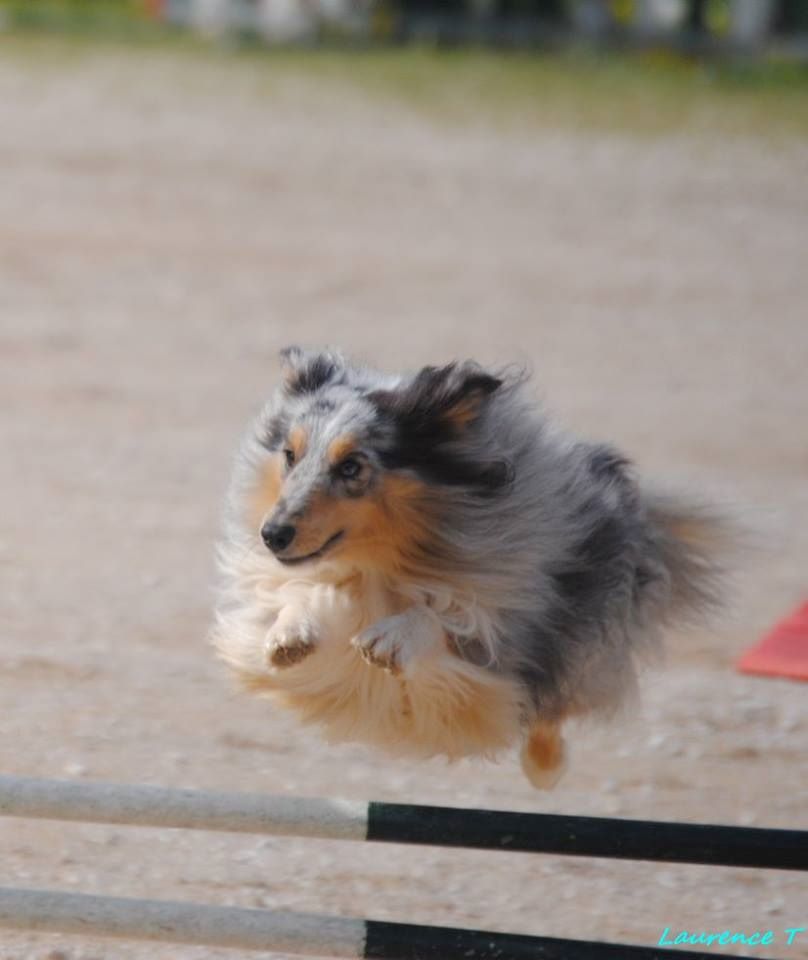 des Crocs de Provence - Concours d'agility d'Annonay