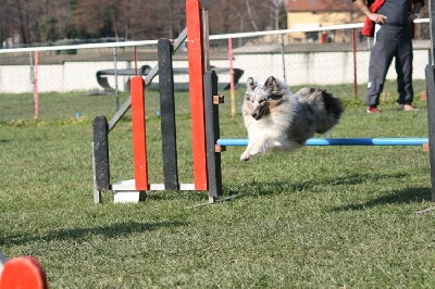 des Crocs de Provence - Concours d'agility de Sainte Euphémie