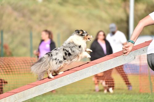 des Crocs de Provence - Concours d'agility d'Aix en Provence