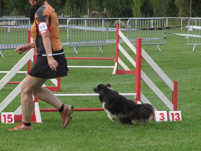 des Crocs de Provence - Concours d'agility de Mézel