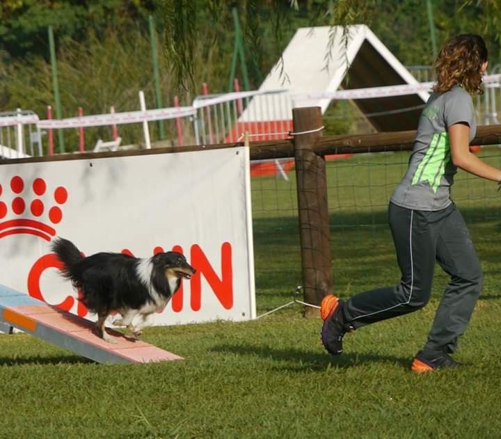 des Crocs de Provence - Brevet d'agility pour Nox