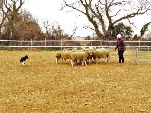 des Crocs de Provence - Stage troupeau pour Magic