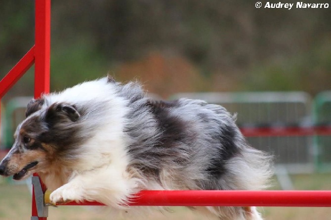 des Crocs de Provence - Concours d'agility de Hyères