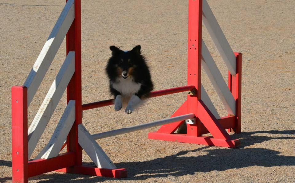 des Crocs de Provence - Concours d'agility des Cadéou