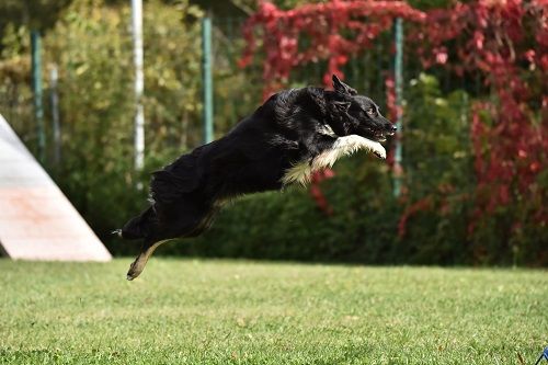 des Crocs de Provence - On au concours d'agility des Cadéou