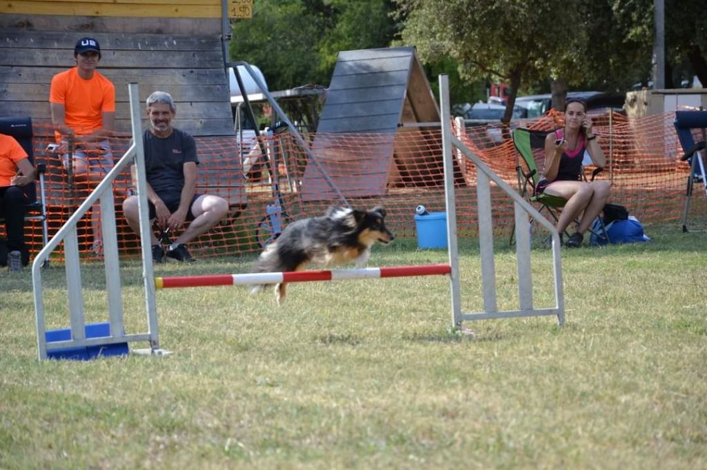 Brevet d'agility pour Tia