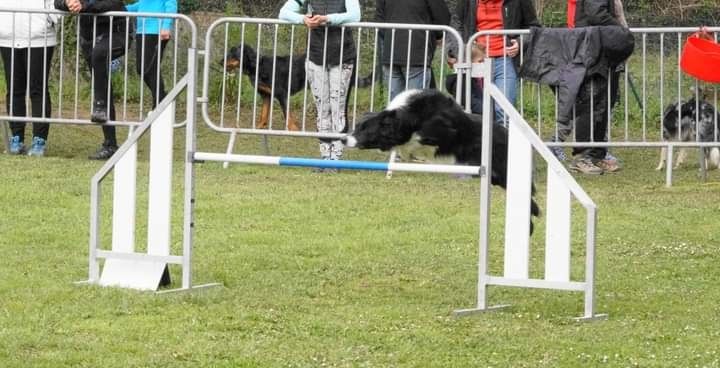 des Crocs de Provence - Concours d'agility de Cannes