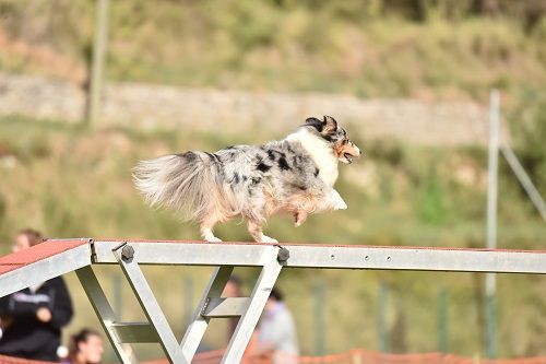 des Crocs de Provence - Concours d'agility de Tarascon