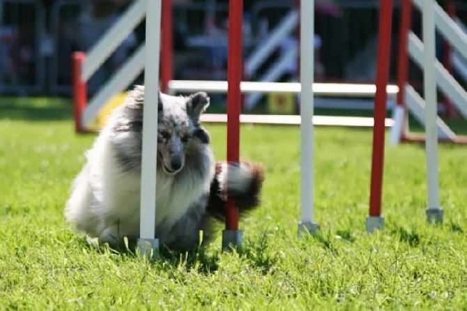 des Crocs de Provence - Concours d'agility de Saint Jean d'Ardière