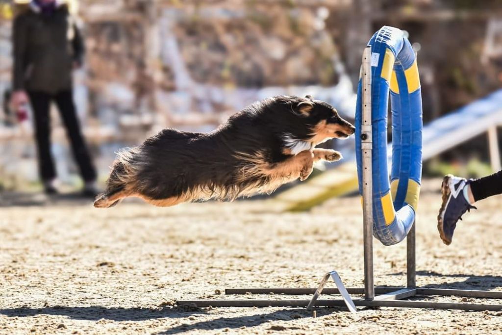 des Crocs de Provence - Brevet d'agility pour Tchoupi