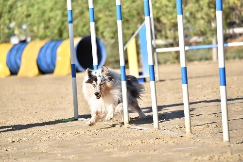 des Crocs de Provence - Concours d'agility de Mouriès