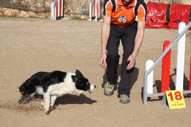 des Crocs de Provence - Concours d'agility de Mouriès