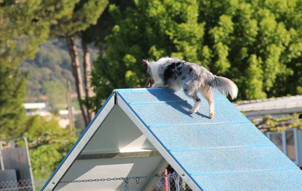 des Crocs de Provence - Concours d'agility de Jeurre