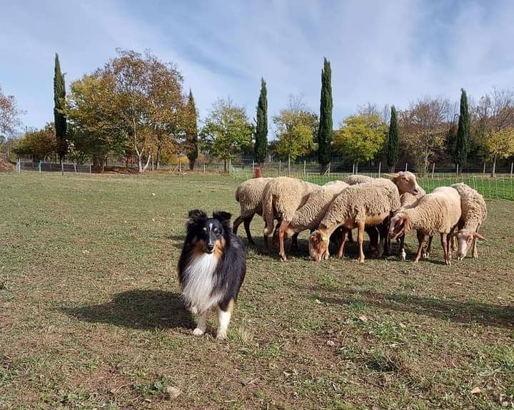 des Crocs de Provence - Des nouvelles de Magic