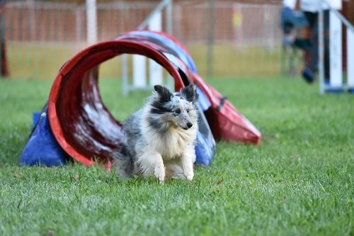 des Crocs de Provence - Concours d'agility des Cadéous