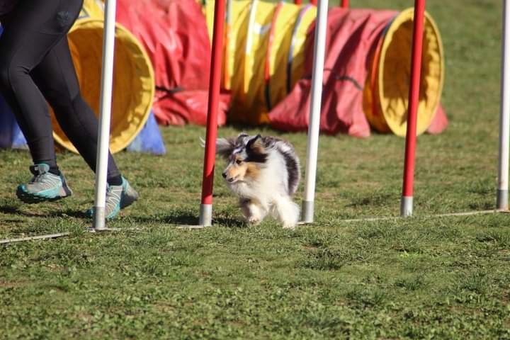 des Crocs de Provence - Concours d'agility de Marignane