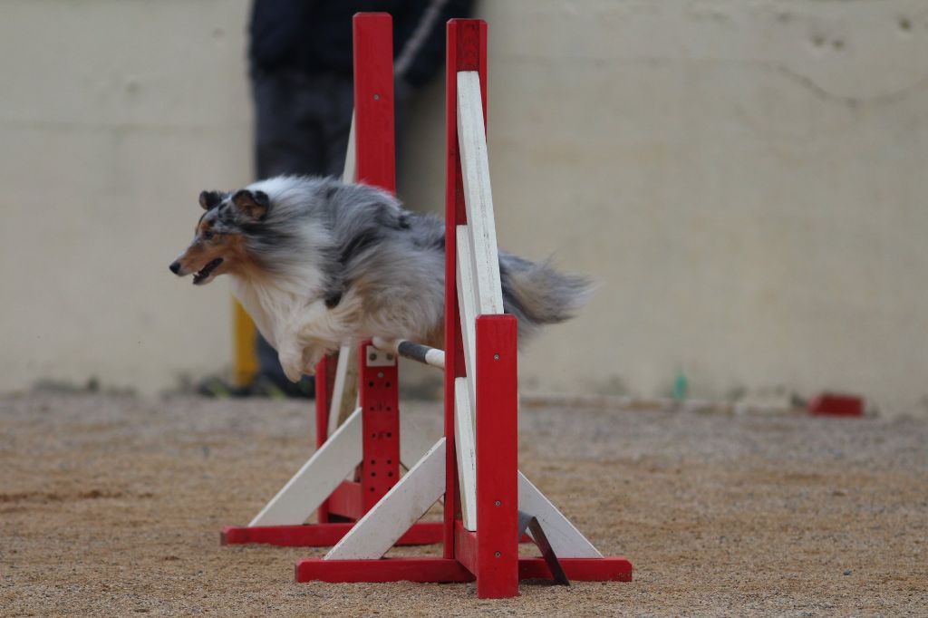 des Crocs de Provence - Concours d'agility priorité Bergers des Shetland P.A.C.A. 2029