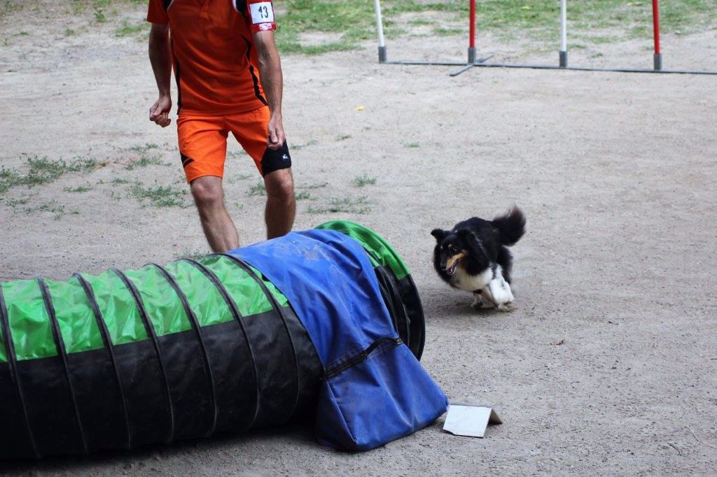 des Crocs de Provence - Concours d'agility de Villeneuve Loubet