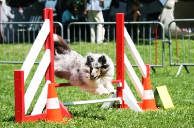 des Crocs de Provence - Concours d'agility d'Annonay