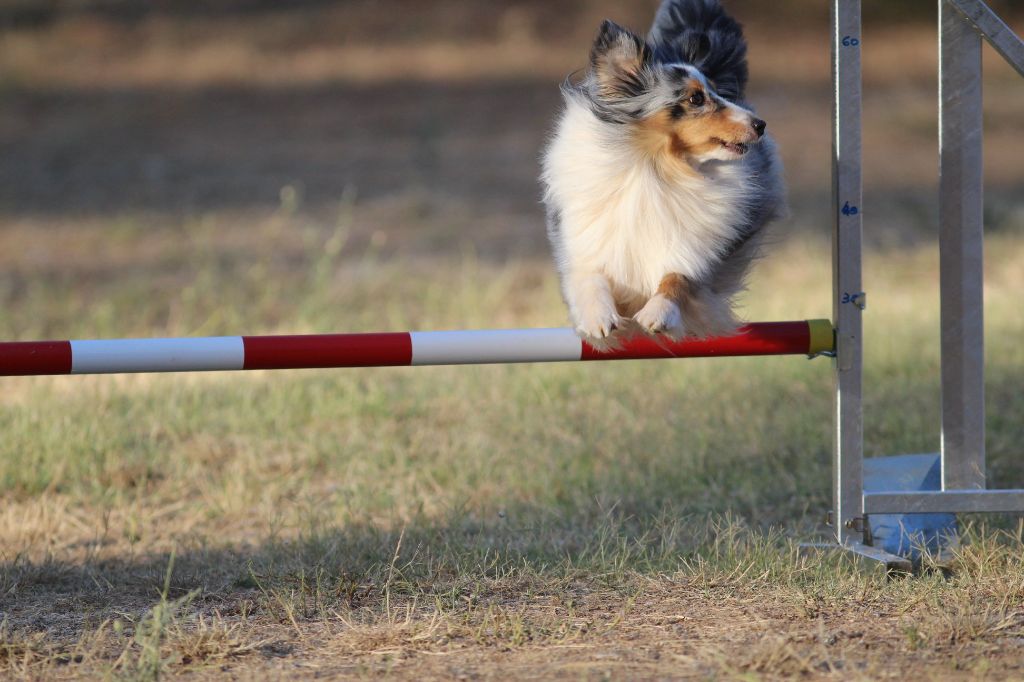 des Crocs de Provence - Brevet d'agility pour Maenerys