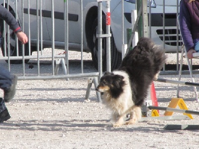 des Crocs de Provence - Concours d'agility d'Istres