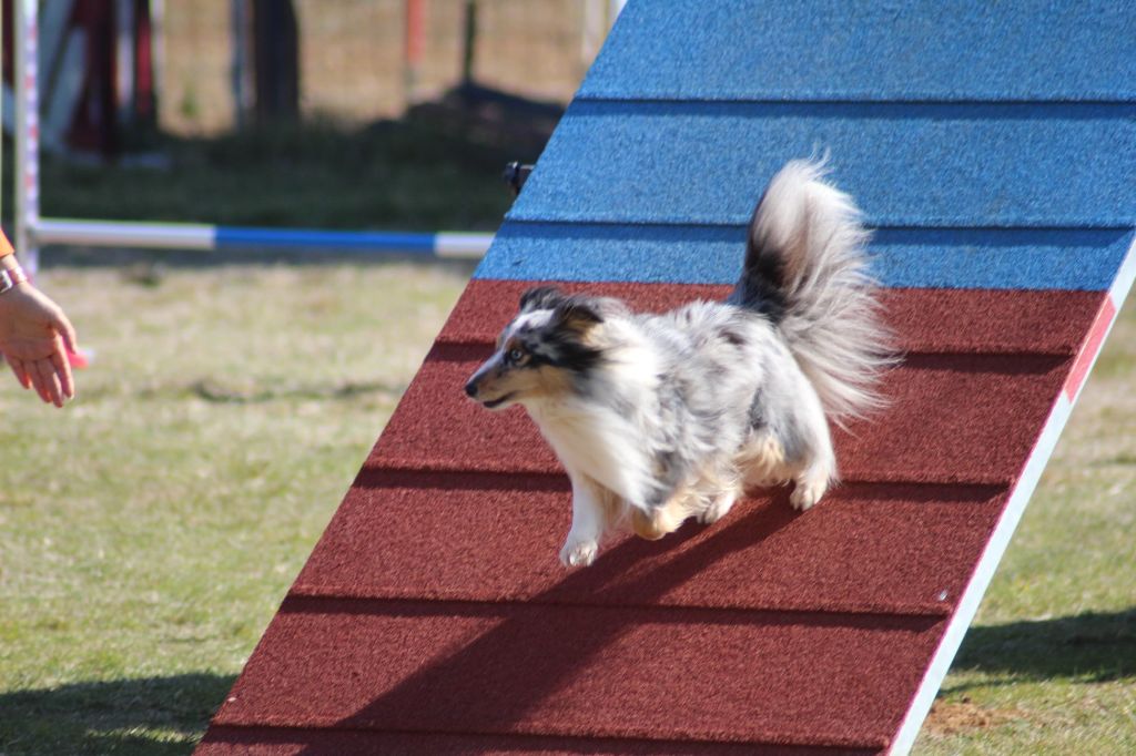 des Crocs de Provence - Maenerys au Championnat de France d'agility des Bergers des Sheltand