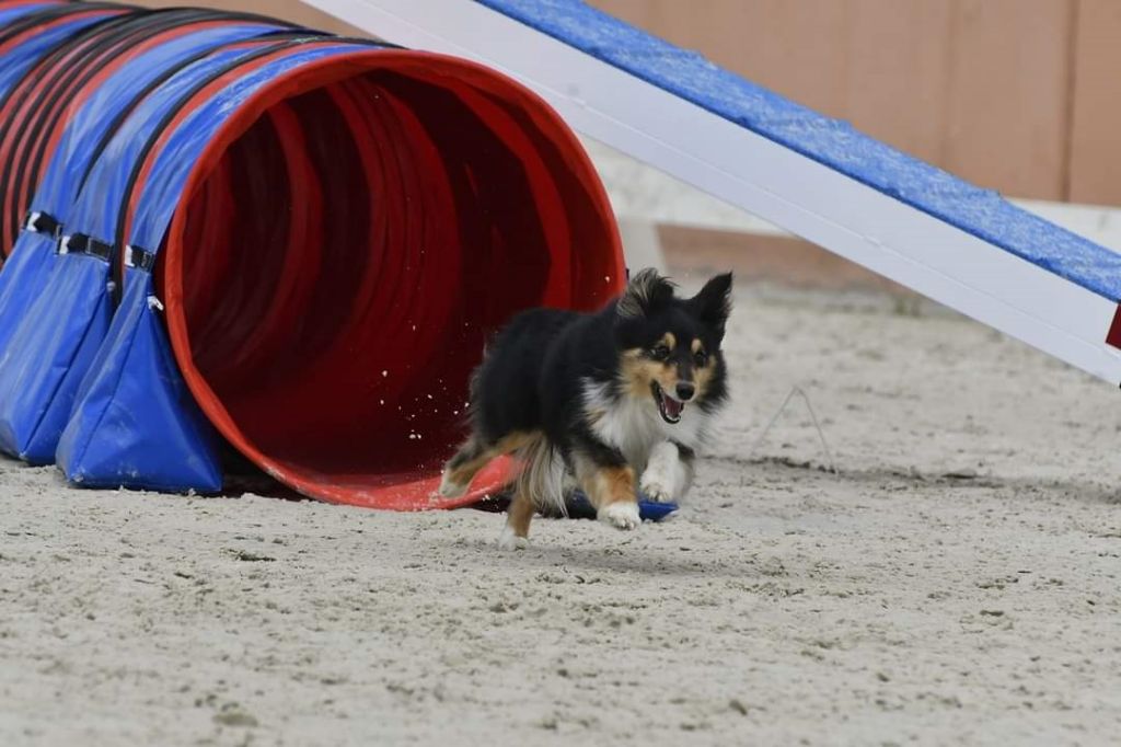 des Crocs de Provence - Outside Duo Brune au Championnat de France d'agility