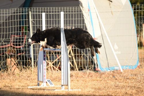 des Crocs de Provence - Juji Gatamé au concours d'agility des Cadéou