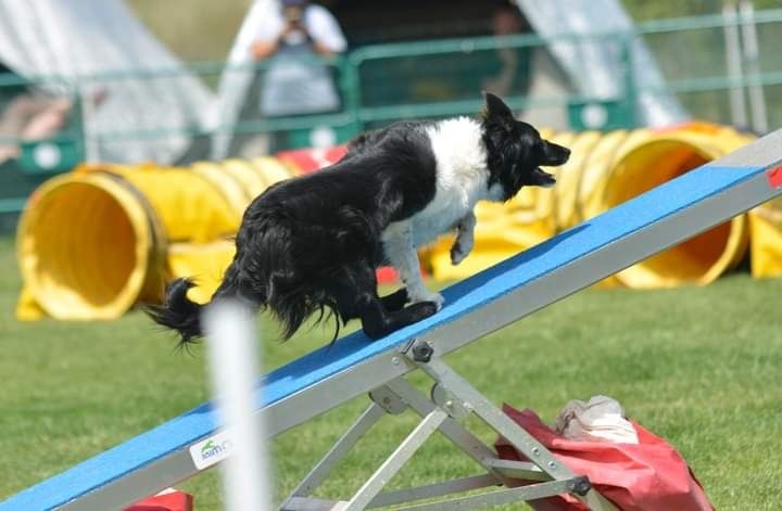 des Crocs de Provence - Concours d'agility de Lorette