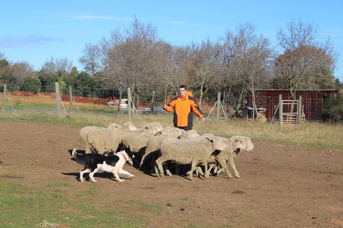 des Crocs de Provence - Stage troupeau pour Zia