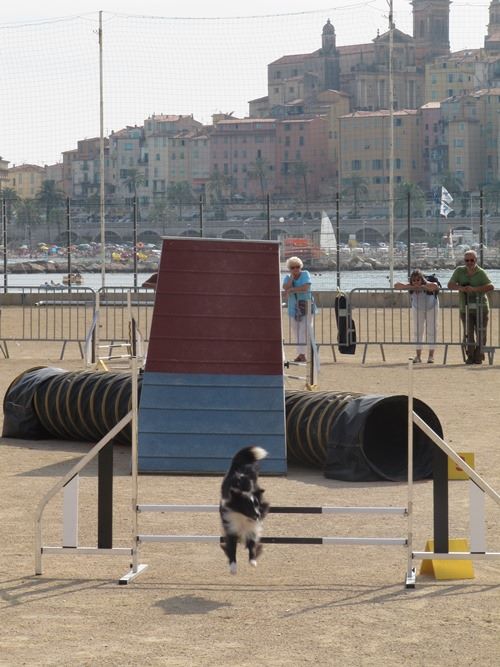 des Crocs de Provence - Concours d'agility de Roquebrune