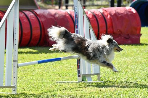 des Crocs de Provence - Brevet d'agility pour Naerys