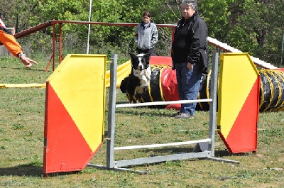 des Crocs de Provence - Concours d'agility de Roquefure