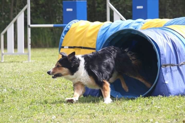 des Crocs de Provence - Concours d'agility d'Eurocopter