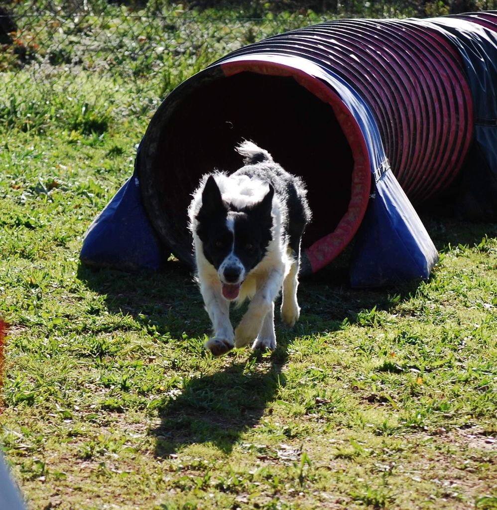 des Crocs de Provence - Concours d'agility d'Aubenas