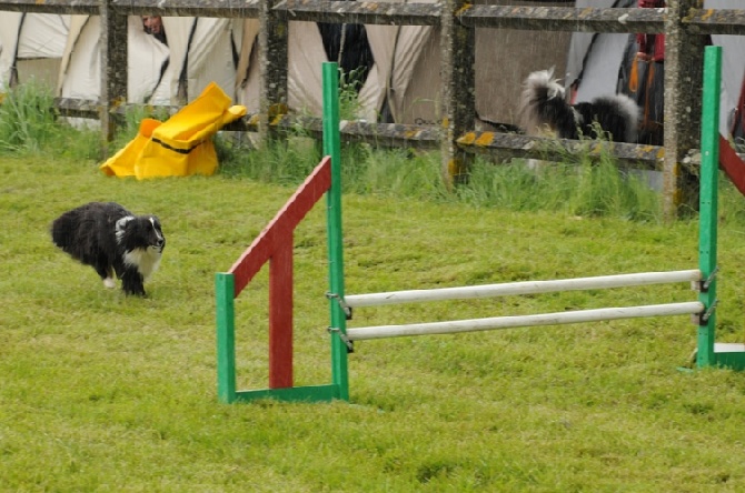 des Crocs de Provence - Brevet d'agility pour Flèche