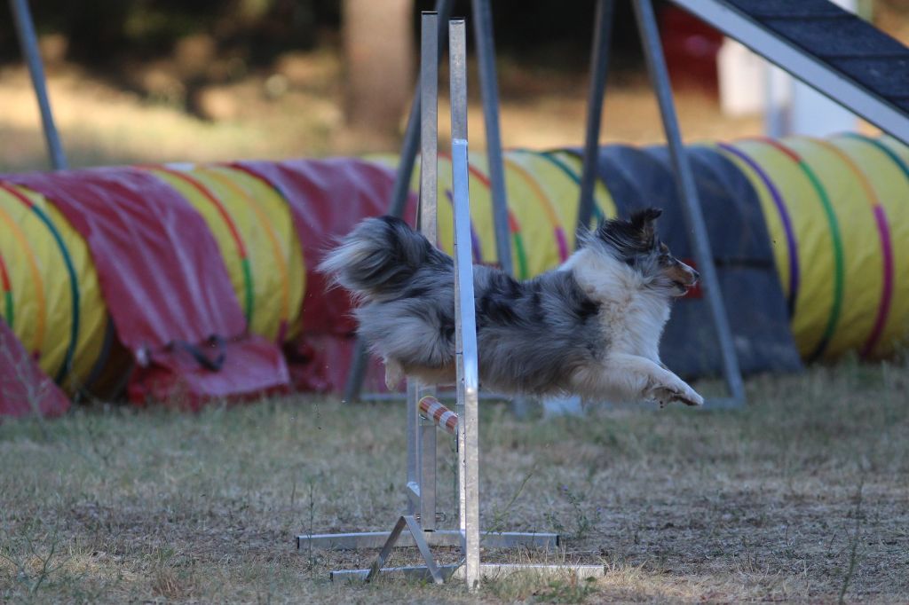 des Crocs de Provence - Concours d'agility des Cadéous