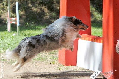 des Crocs de Provence - Concours d'agility de La Valette