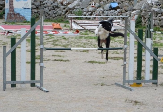 des Crocs de Provence - Concours d'agility d'Ollioules