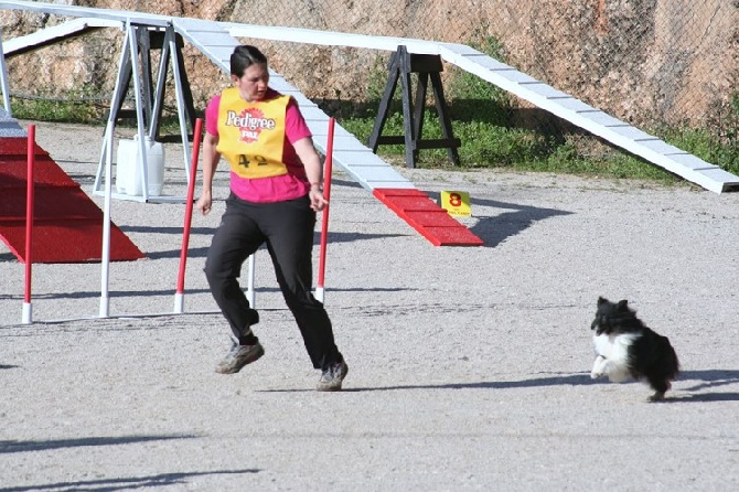 des Crocs de Provence - Concours d'agility de Monaco