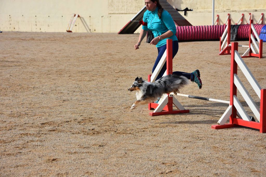 des Crocs de Provence - Concours d'agility de La Bouilladisse