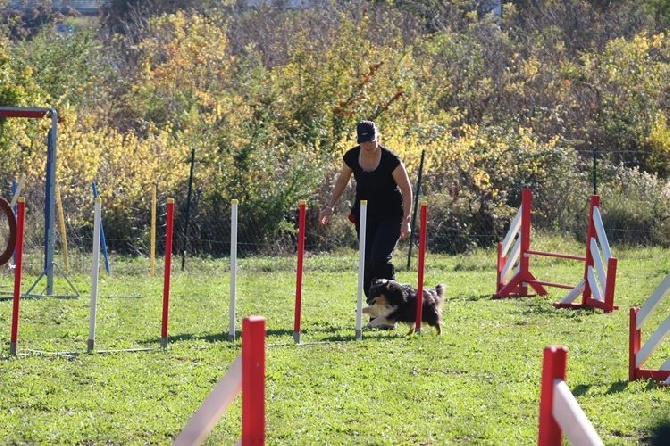 des Crocs de Provence - Entrainement agility