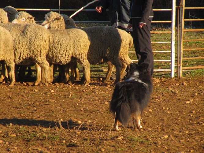 des Crocs de Provence - Stage troupeau pour Magic