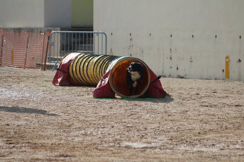 des Crocs de Provence - Concours d'agility de Saint Paul les Dax